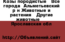 Козы породистые - Все города, Альметьевский р-н Животные и растения » Другие животные   . Ярославская обл.